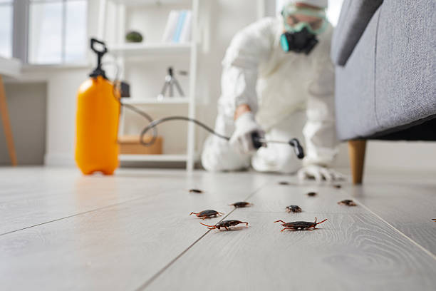 Commercial Rodent Management in Andalusia